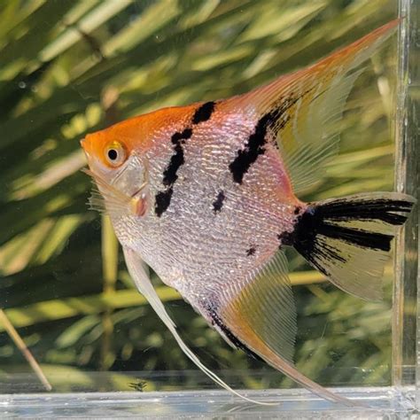 where to buy live fish|Angelfish .